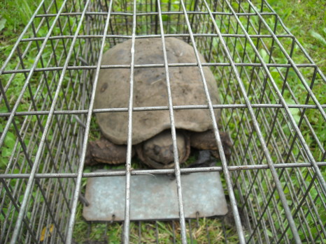 Snapper